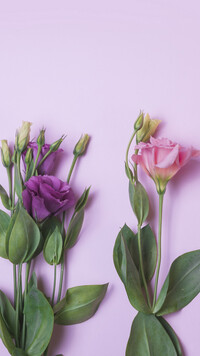 Różowa i fioletowa eustoma