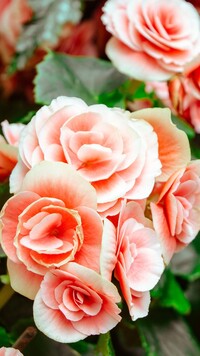 Różowe begonie bulwiaste