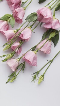 Różowe eustomy