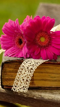Różowe gerbery na książce