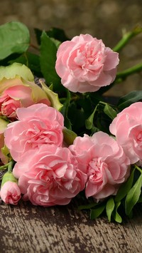Różowe goździki