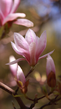 Różowe kwiaty magnolii