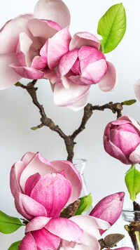 Różowe kwiaty magnolii na gałązce