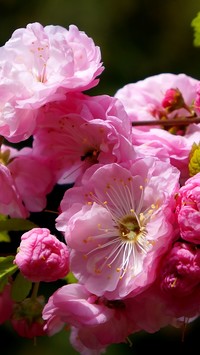 Różowe kwiaty migdałka