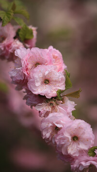Różowe kwiaty migdałka
