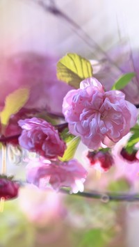 Różowe kwiaty migdałowca