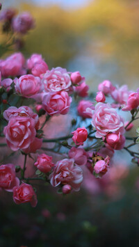 Różowe róże na gałązce