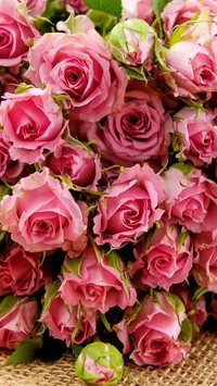 Różowe róże w bukiecie