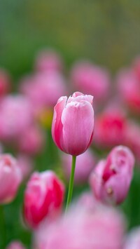 Różowe tulipany w rozmyciu