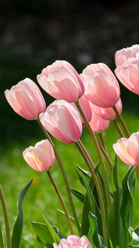 Różowe tulipany w trawie