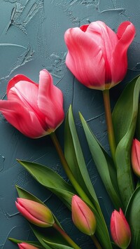 Różowe tulipany z pąkami