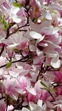 Różowo-białe magnolie w zbliżeniu