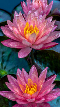 Różowo-żółte lilie wodne