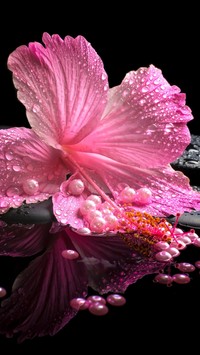 Różowy hibiskus z perłami