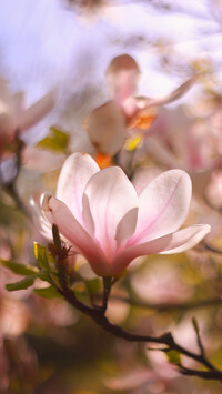 Różowy kwiat magnolii