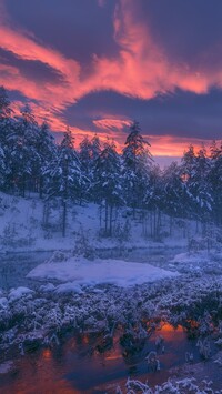 Różowy wschód słońca nad ośnieżonym lasem