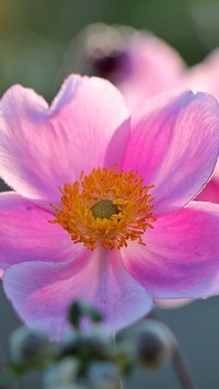 Różowy zawilec japoński