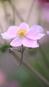 Różowy zawilec japoński z pąkiem