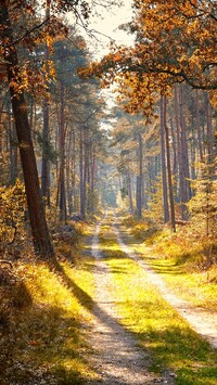Rozświetlona ścieżka w lesie