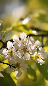 Rozświetlone białe kwiaty jabłoni