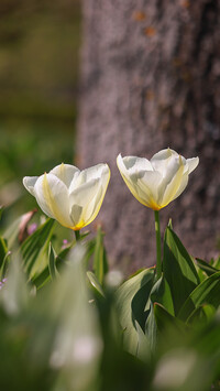 Rozświetlone białe tulipany