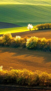 Rozświetlone drzewa i pola Moraw Południowych