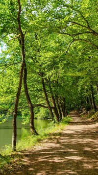 Rozświetlone drzewa i ścieżka nad jeziorem