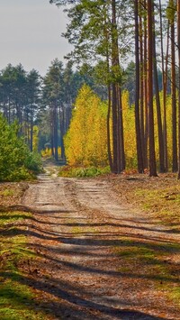 Rozświetlone drzewa przy leśnej ścieżce