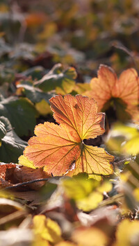 Rozświetlone jesienne liście