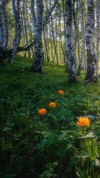 Rozświetlone kwiaty w brzozowym lesie