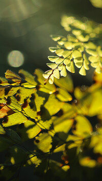 Rozświetlone liście paproci