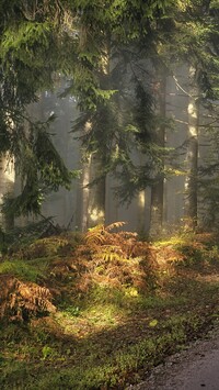 Rozświetlone paprocie i drzewa w lesie