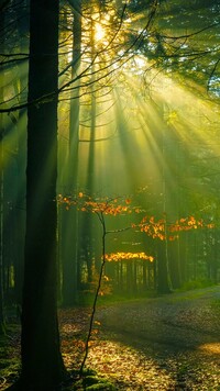 Rozświetlone słońcem drzewa przy leśnej ścieżce
