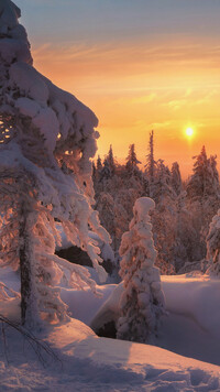 Rozświetlone zachodzącym słońcem zasypane śniegiem świerki