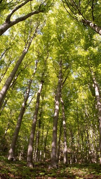 Rozświetlony las bukowy