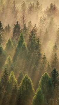 Rozświetlony słońcem las we mgle