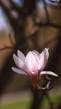 Rozwinięty kwiat magnolii