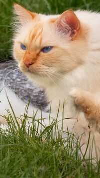 Rudawy niebieskooki kot