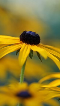 Rudbekia