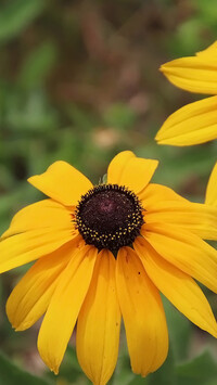 Rudbekia