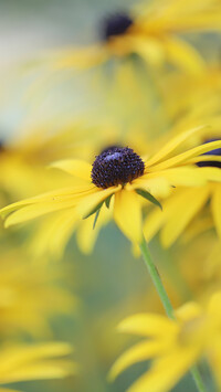 Rudbekia