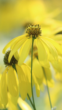 Rudbekia naga