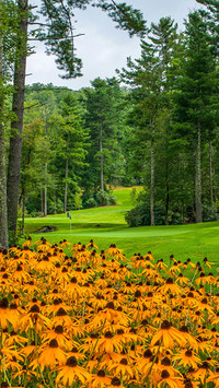 Rudbekia w parku