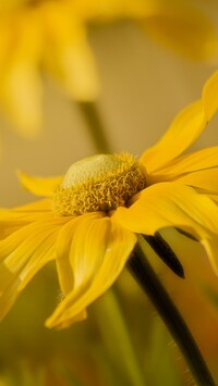 Rudbekia w zbliżeniu