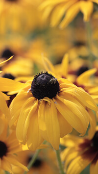 Rudbekia w zbliżeniu