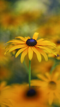 Rudbekia w zbliżeniu