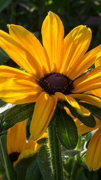 Rudbekia w zbliżeniu