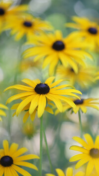 Rudbekie w zbliżeniu