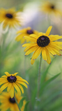 Rudbekie w zbliżeniu