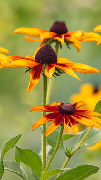 Rudbekie